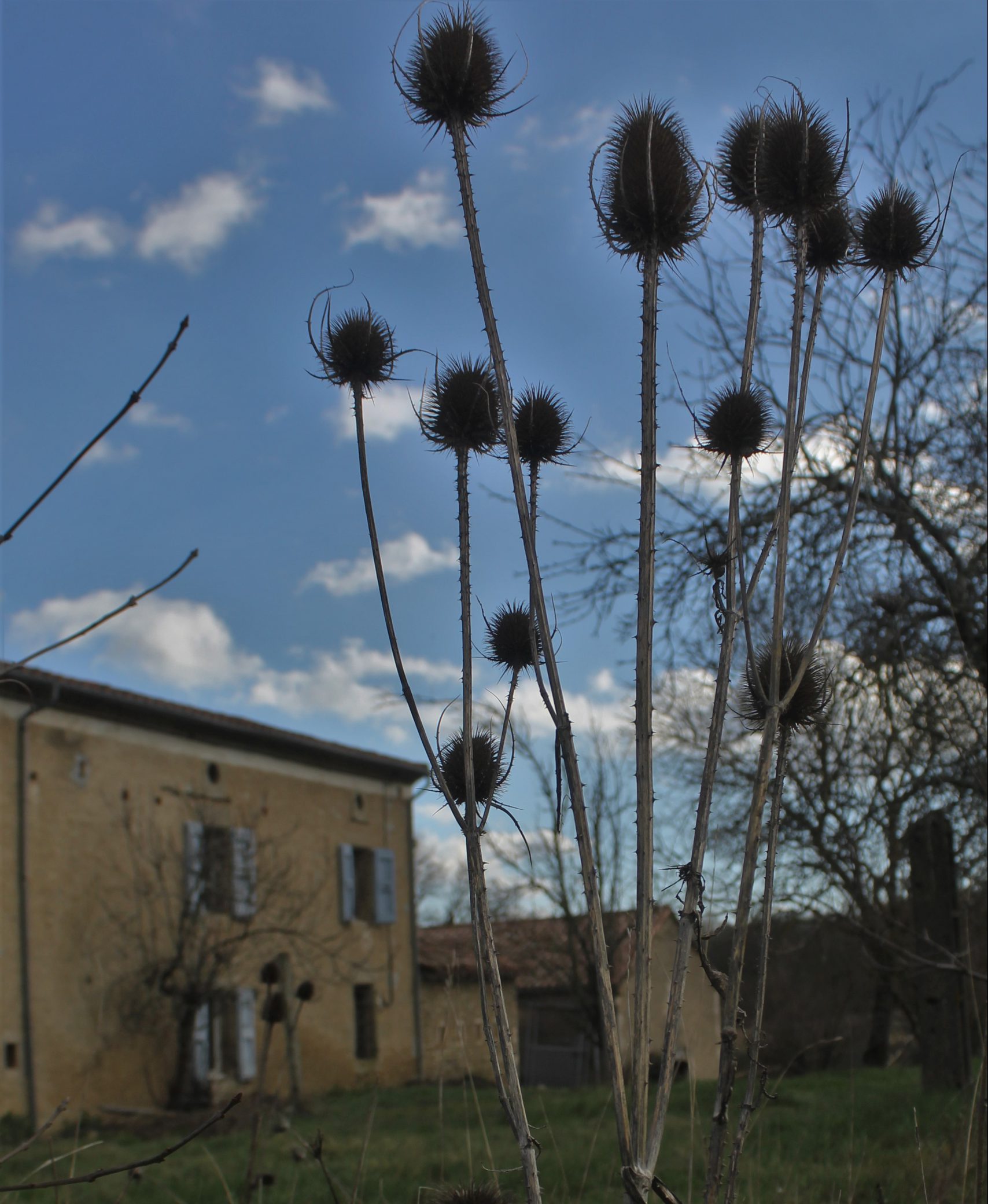 achtertuin huis2